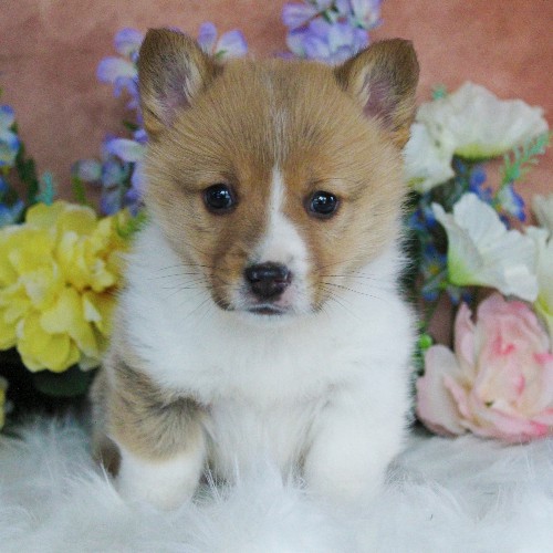 puppy, for, sale, Pembroke Welsh Corgi, Daniel J. Stoltzfoos, dog, breeder, Coatesville, PA, dog-breeder, puppy-for-sale, forsale, nearby, find, puppyfind, locator, puppylocator, aca