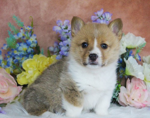 puppy, for, sale, Pembroke Welsh Corgi, Daniel J. Stoltzfoos, dog, breeder, Coatesville, PA, dog-breeder, puppy-for-sale, forsale, nearby, find, puppyfind, locator, puppylocator, aca
