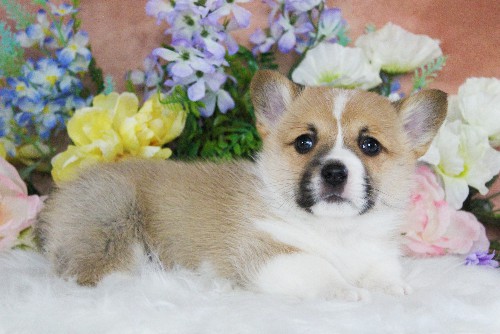 puppy, for, sale, Pembroke Welsh Corgi, Daniel J. Stoltzfoos, dog, breeder, Coatesville, PA, dog-breeder, puppy-for-sale, forsale, nearby, find, puppyfind, locator, puppylocator, aca