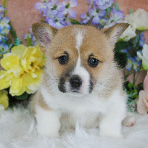 puppy, for, sale, Pembroke Welsh Corgi, Daniel J. Stoltzfoos, dog, breeder, Coatesville, PA, dog-breeder, puppy-for-sale, forsale, nearby, find, puppyfind, locator, puppylocator, aca