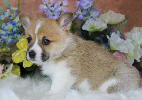 puppy, for, sale, Pembroke Welsh Corgi, Daniel J. Stoltzfoos, dog, breeder, Coatesville, PA, dog-breeder, puppy-for-sale, forsale, nearby, find, puppyfind, locator, puppylocator, aca