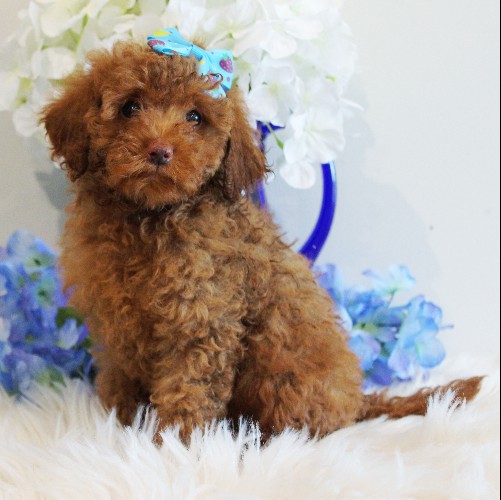 puppy, for, sale, Toy Poodle, Melvin  Fisher, dog, breeder, Coatesville, PA, dog-breeder, puppy-for-sale, forsale, nearby, find, puppyfind, locator, puppylocator, aca