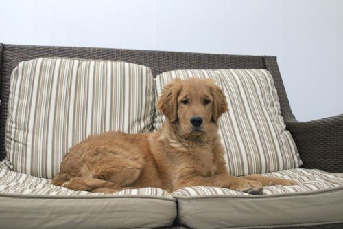 puppy, for, sale, Miniature Golden Retriever, Ivan J. Stoltzfus, dog, breeder, Dornsife, PA, dog-breeder, puppy-for-sale, forsale, nearby, find, puppyfind, locator, puppylocator, aca