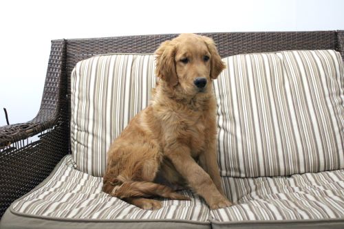 puppy, for, sale, Miniature Golden Retriever, Ivan J. Stoltzfus, dog, breeder, Dornsife, PA, dog-breeder, puppy-for-sale, forsale, nearby, find, puppyfind, locator, puppylocator, aca