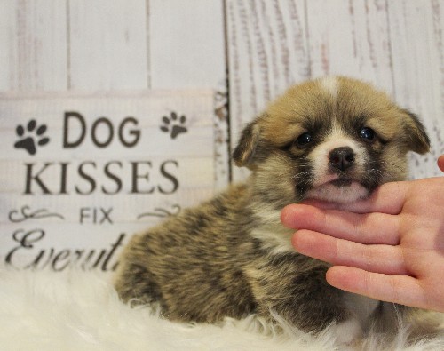 puppy, for, sale, Pembroke Welsh Corgi, Melvin  King, dog, breeder, Honey Brook, PA, dog-breeder, puppy-for-sale, forsale, nearby, find, puppyfind, locator, puppylocator, aca