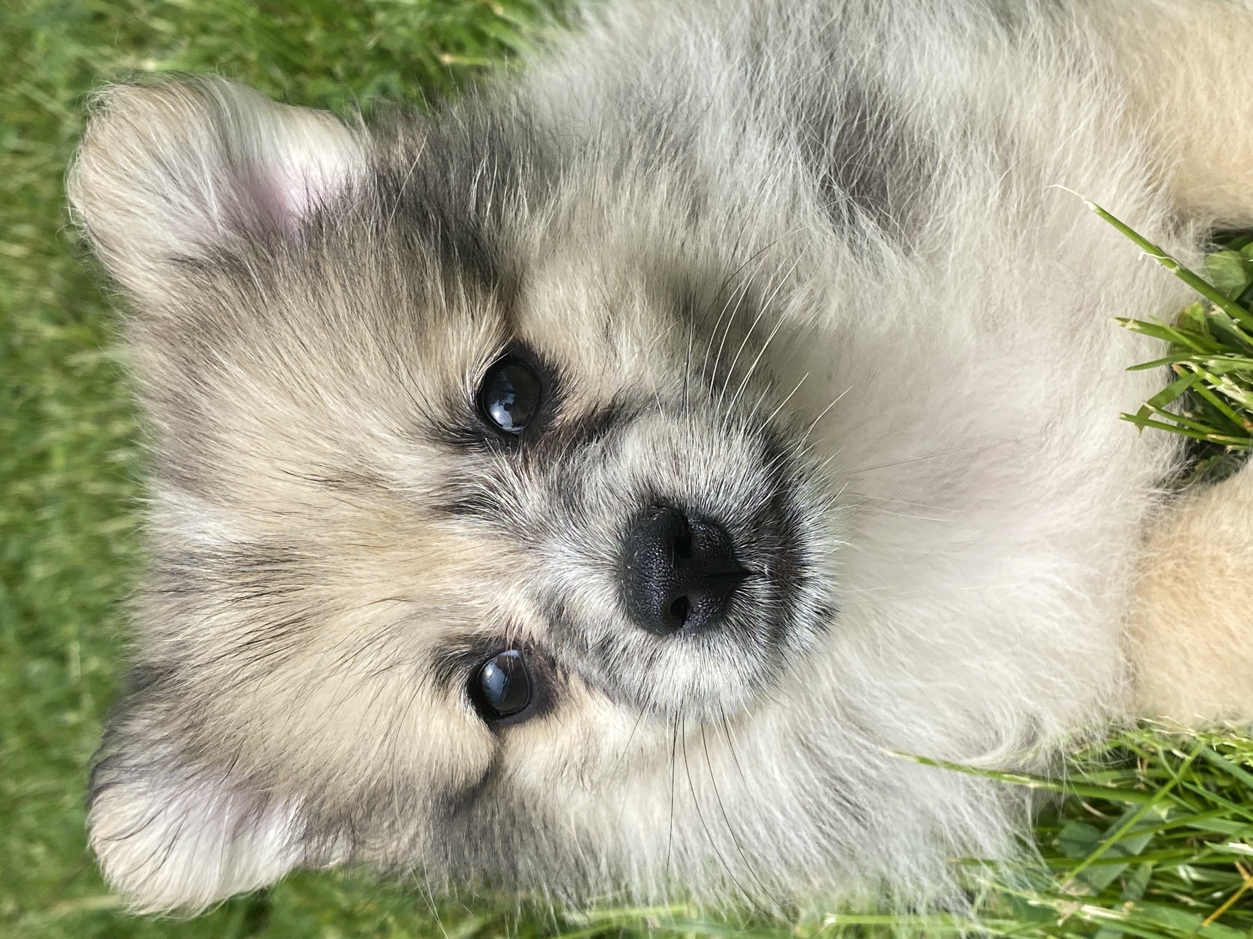 puppy, for, sale, Pomeranian, Curtis  Martin, dog, breeder, Seneca Falls, NY, dog-breeder, puppy-for-sale, forsale, nearby, find, puppyfind, locator, puppylocator, aca
