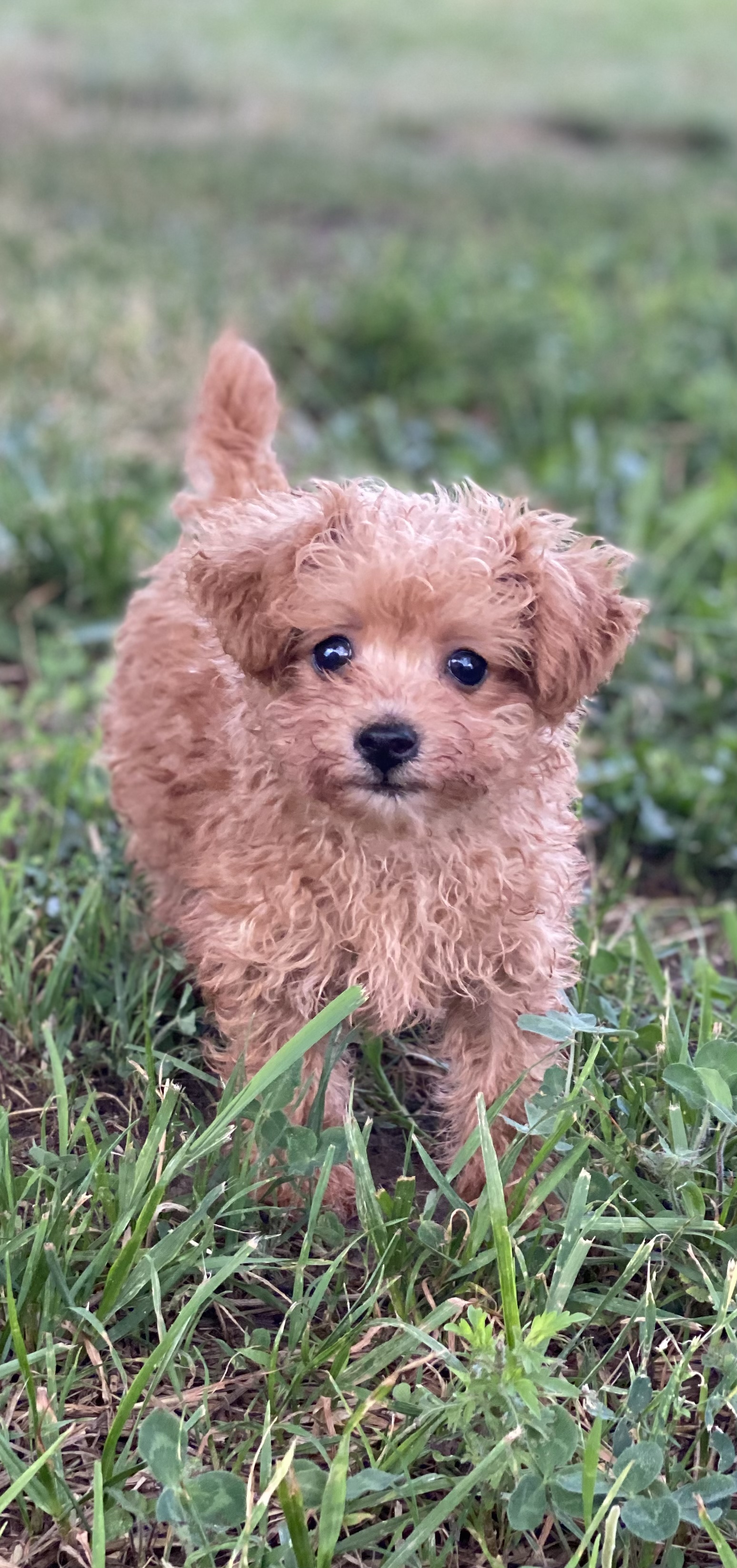 Poodle Puppies For Sale Curtis Martin dog breeder 7256167184042
