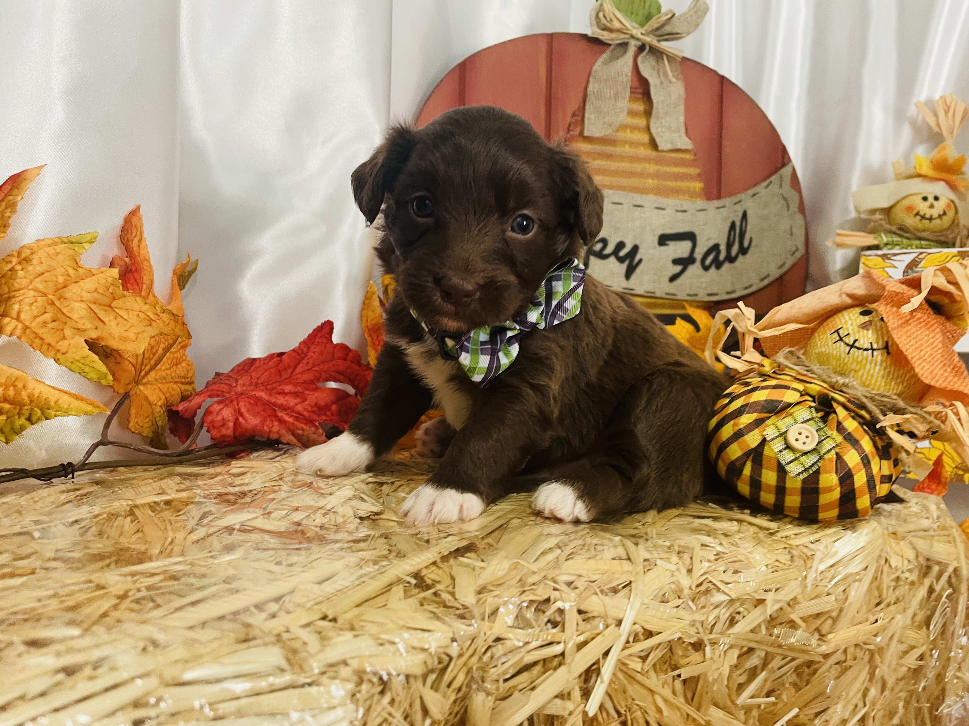 puppy, for, sale, Aussie Doodle, Jorge  Negron, dog, breeder, Cameron, NC, dog-breeder, puppy-for-sale, forsale, nearby, find, puppyfind, locator, puppylocator, aca