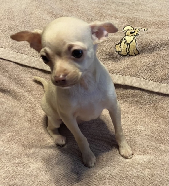 puppy, for, sale, Chihuahua, Judy  Lane-Hail, dog, breeder, Seminole, OK, dog-breeder, puppy-for-sale, forsale, nearby, find, puppyfind, locator, puppylocator, aca