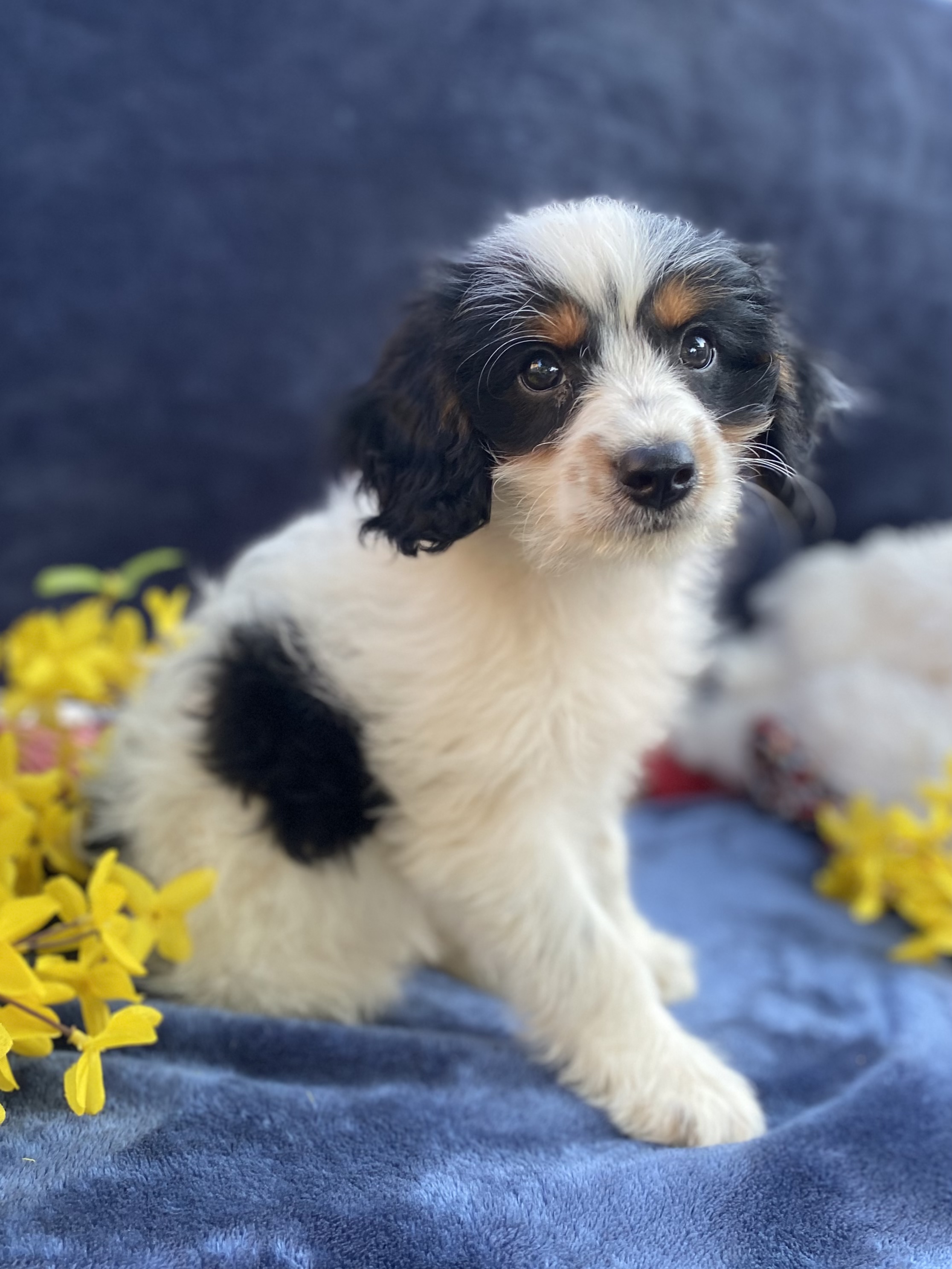 puppy, for, sale, F1 Cavapoo, Sadie  Riehl, dog, breeder, Gap, PA, dog-breeder, puppy-for-sale, forsale, nearby, find, puppyfind, locator, puppylocator, aca