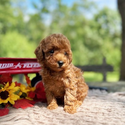 puppy, for, sale, Toy Poodle, Daniel J. Stoltzfoos, dog, breeder, Coatesville, PA, dog-breeder, puppy-for-sale, forsale, nearby, find, puppyfind, locator, puppylocator, aca