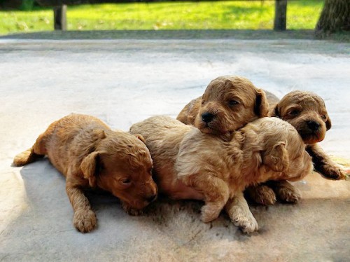 puppy, for, sale, Toy Poodle, Daniel J. Stoltzfoos, dog, breeder, Coatesville, PA, dog-breeder, puppy-for-sale, forsale, nearby, find, puppyfind, locator, puppylocator, aca