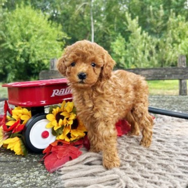 puppy, for, sale, Toy Poodle, Daniel J. Stoltzfoos, dog, breeder, Coatesville, PA, dog-breeder, puppy-for-sale, forsale, nearby, find, puppyfind, locator, puppylocator, aca