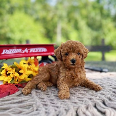 puppy, for, sale, Toy Poodle, Daniel J. Stoltzfoos, dog, breeder, Coatesville, PA, dog-breeder, puppy-for-sale, forsale, nearby, find, puppyfind, locator, puppylocator, aca