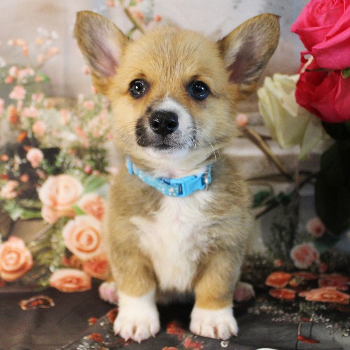 puppy, for, sale, Pembroke Welsh Corgi, Melvin  Fisher, dog, breeder, Coatesville, PA, dog-breeder, puppy-for-sale, forsale, nearby, find, puppyfind, locator, puppylocator, aca