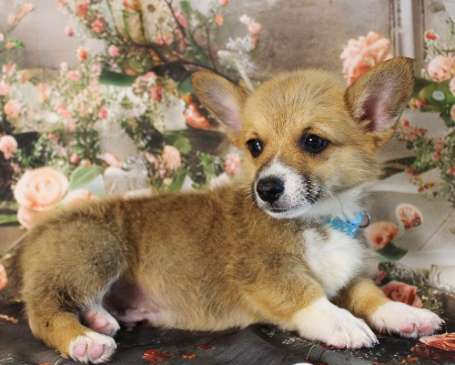 puppy, for, sale, Pembroke Welsh Corgi, Melvin  Fisher, dog, breeder, Coatesville, PA, dog-breeder, puppy-for-sale, forsale, nearby, find, puppyfind, locator, puppylocator, aca