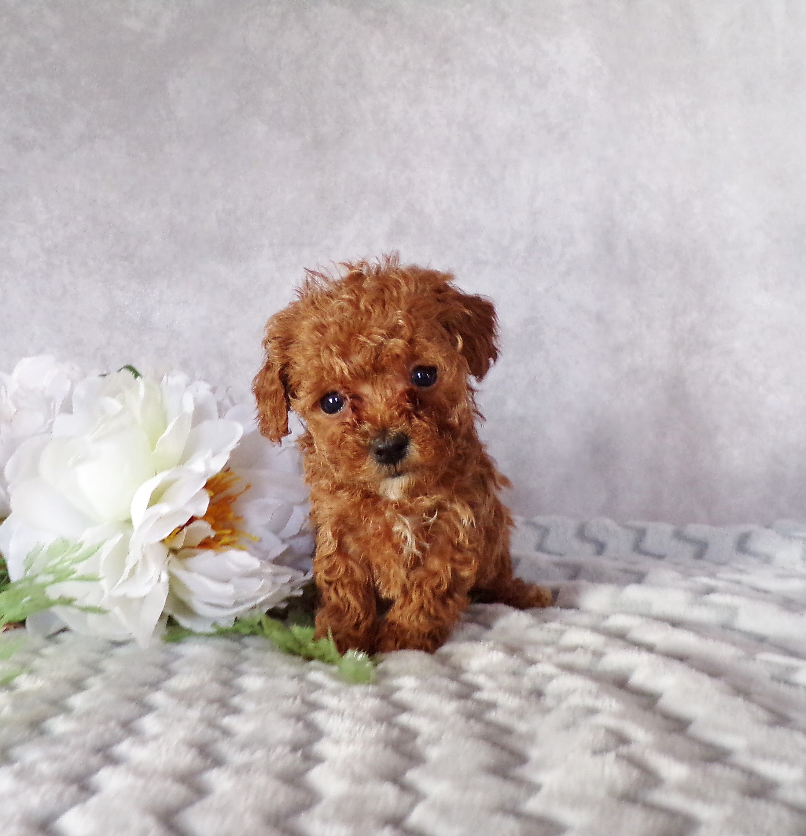 puppy, for, sale, Toy Poodle, Marvin  Ebersol, dog, breeder, New Holland, PA, dog-breeder, puppy-for-sale, forsale, nearby, find, puppyfind, locator, puppylocator, aca