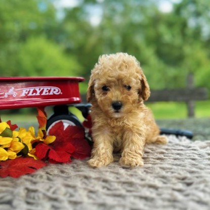 puppy, for, sale, Toy Poodle, Daniel J. Stoltzfoos, dog, breeder, Coatesville, PA, dog-breeder, puppy-for-sale, forsale, nearby, find, puppyfind, locator, puppylocator, aca