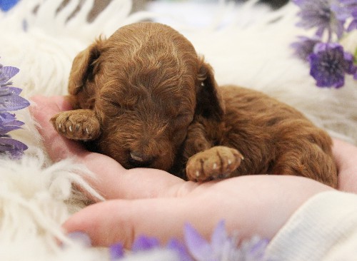 puppy, for, sale, Toy Poodle, Melvin  Fisher, dog, breeder, Coatesville, PA, dog-breeder, puppy-for-sale, forsale, nearby, find, puppyfind, locator, puppylocator, aca