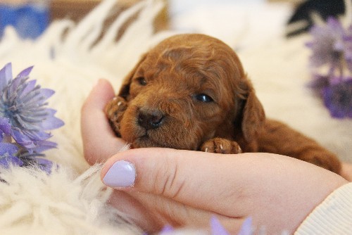 puppy, for, sale, Toy Poodle, Melvin  Fisher, dog, breeder, Coatesville, PA, dog-breeder, puppy-for-sale, forsale, nearby, find, puppyfind, locator, puppylocator, aca