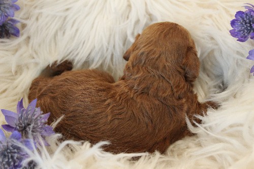 puppy, for, sale, Toy Poodle, Melvin  Fisher, dog, breeder, Coatesville, PA, dog-breeder, puppy-for-sale, forsale, nearby, find, puppyfind, locator, puppylocator, aca