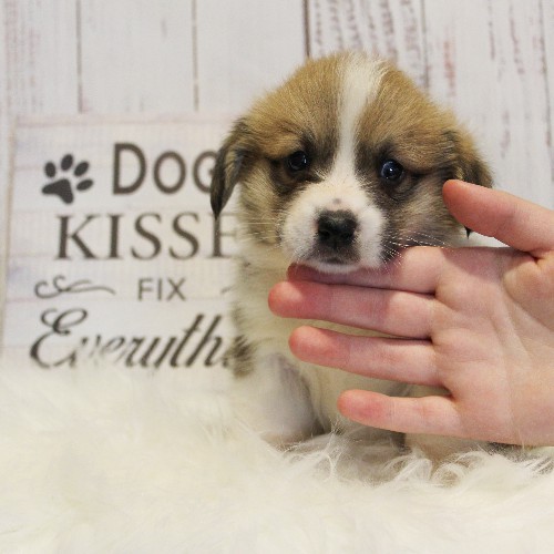 puppy, for, sale, Pembroke Welsh Corgi, Melvin  King, dog, breeder, Honey Brook, PA, dog-breeder, puppy-for-sale, forsale, nearby, find, puppyfind, locator, puppylocator, aca