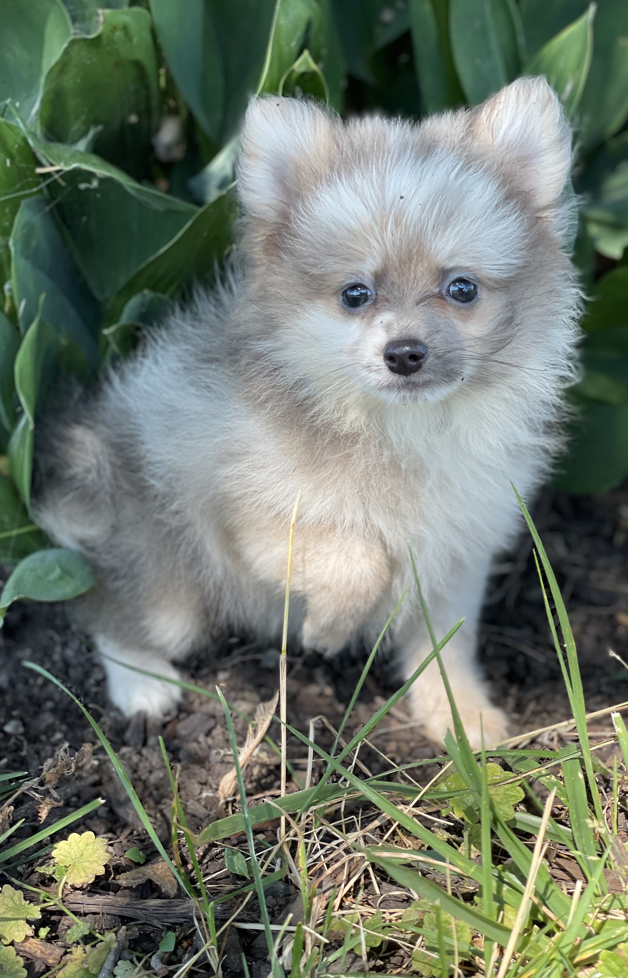 puppy, for, sale, Pomeranian, Curtis  Martin, dog, breeder, Seneca Falls, NY, dog-breeder, puppy-for-sale, forsale, nearby, find, puppyfind, locator, puppylocator, aca
