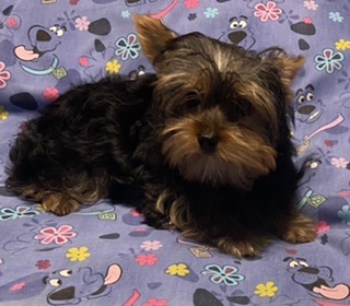 puppy, for, sale, Yorkshire Terrier, Judy  Lane-Hail, dog, breeder, Seminole, OK, dog-breeder, puppy-for-sale, forsale, nearby, find, puppyfind, locator, puppylocator, aca