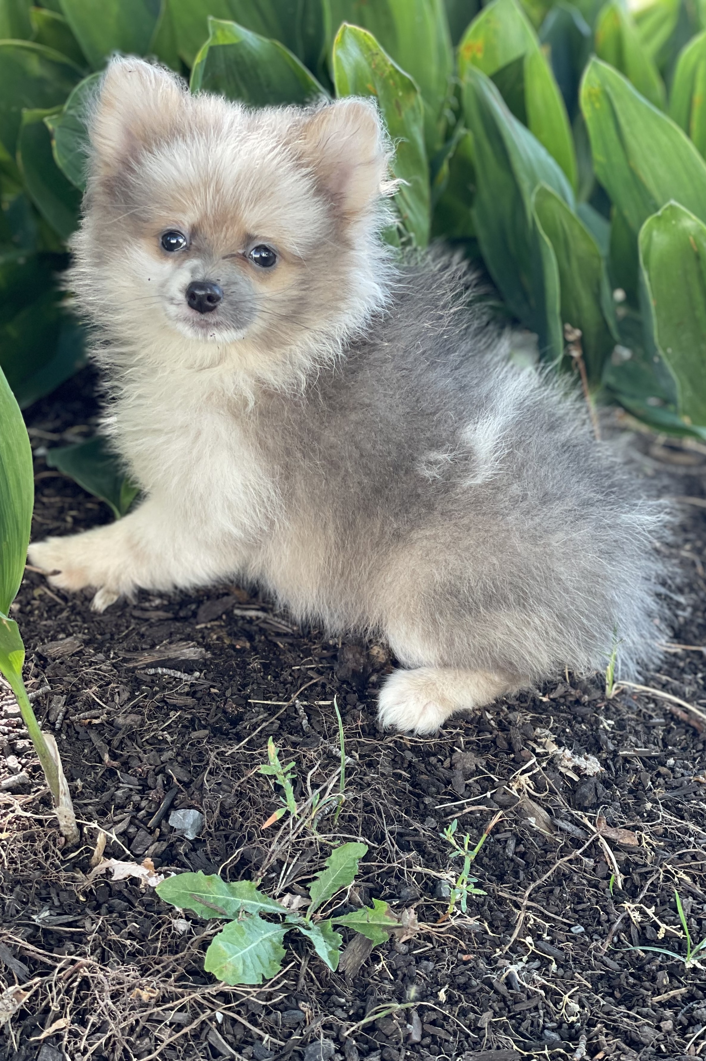 puppy, for, sale, Pomeranian, Curtis  Martin, dog, breeder, Seneca Falls, NY, dog-breeder, puppy-for-sale, forsale, nearby, find, puppyfind, locator, puppylocator, aca