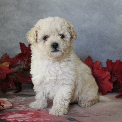 puppy, for, sale, Toy Poodle, Daniel J. Stoltzfoos, dog, breeder, Coatesville, PA, dog-breeder, puppy-for-sale, forsale, nearby, find, puppyfind, locator, puppylocator, aca