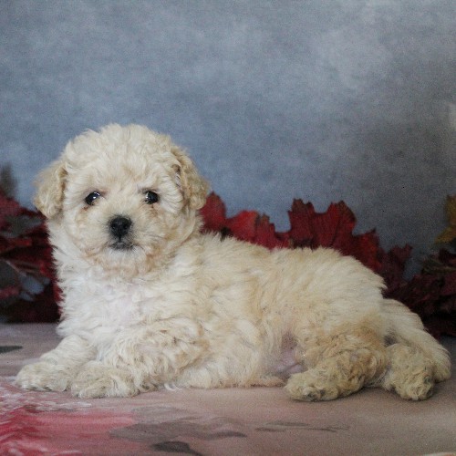 puppy, for, sale, Toy Poodle, Daniel J. Stoltzfoos, dog, breeder, Coatesville, PA, dog-breeder, puppy-for-sale, forsale, nearby, find, puppyfind, locator, puppylocator, aca