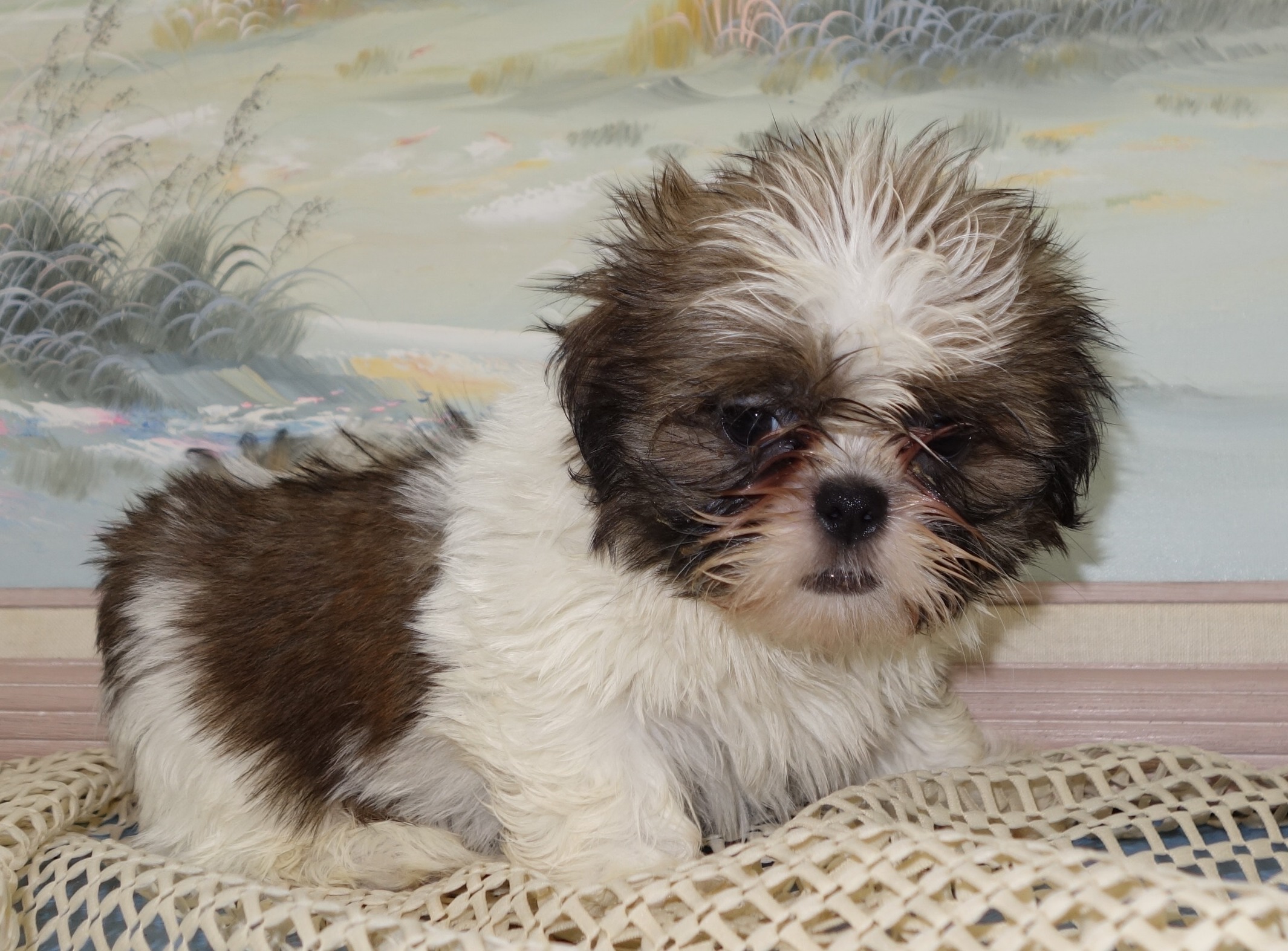 puppy, for, sale, Shih Tzu,   Classy Creations, dog, breeder, Lyons, NY, dog-breeder, puppy-for-sale, forsale, nearby, find, puppyfind, locator, puppylocator, aca