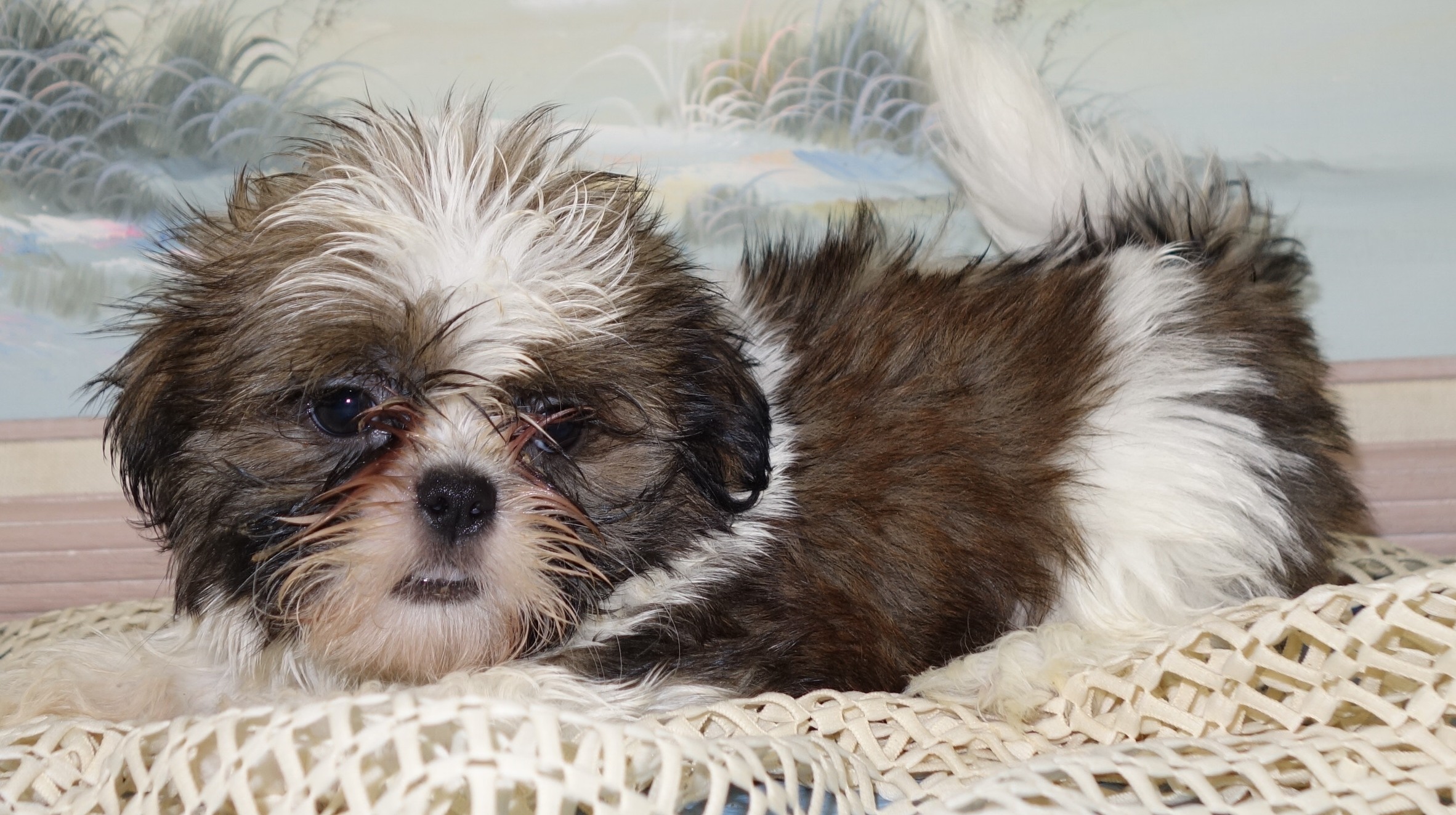 puppy, for, sale, Shih Tzu,   Classy Creations, dog, breeder, Lyons, NY, dog-breeder, puppy-for-sale, forsale, nearby, find, puppyfind, locator, puppylocator, aca
