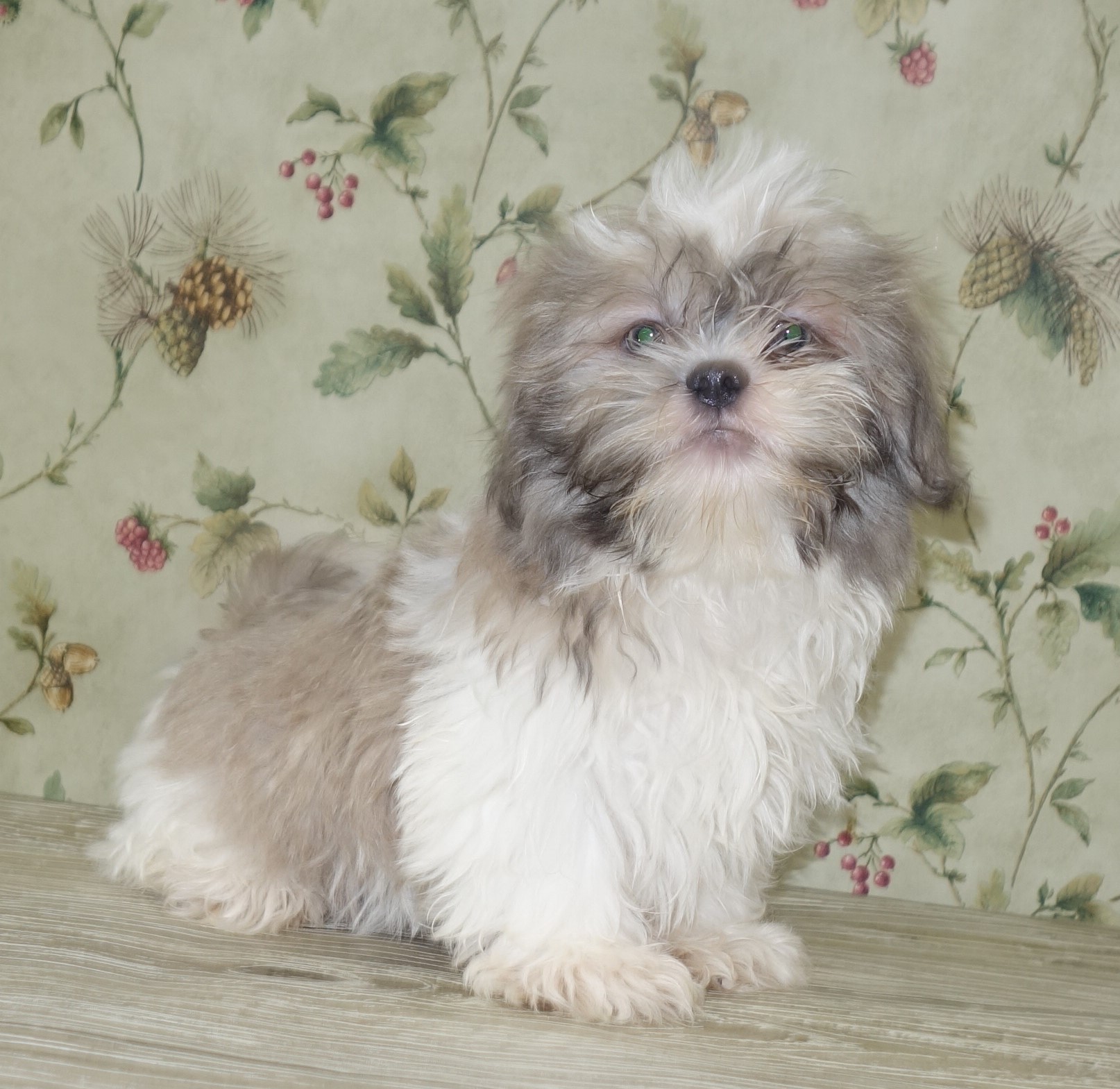 puppy, for, sale, Shih Tzu,   Classy Creations, dog, breeder, Lyons, NY, dog-breeder, puppy-for-sale, forsale, nearby, find, puppyfind, locator, puppylocator, aca