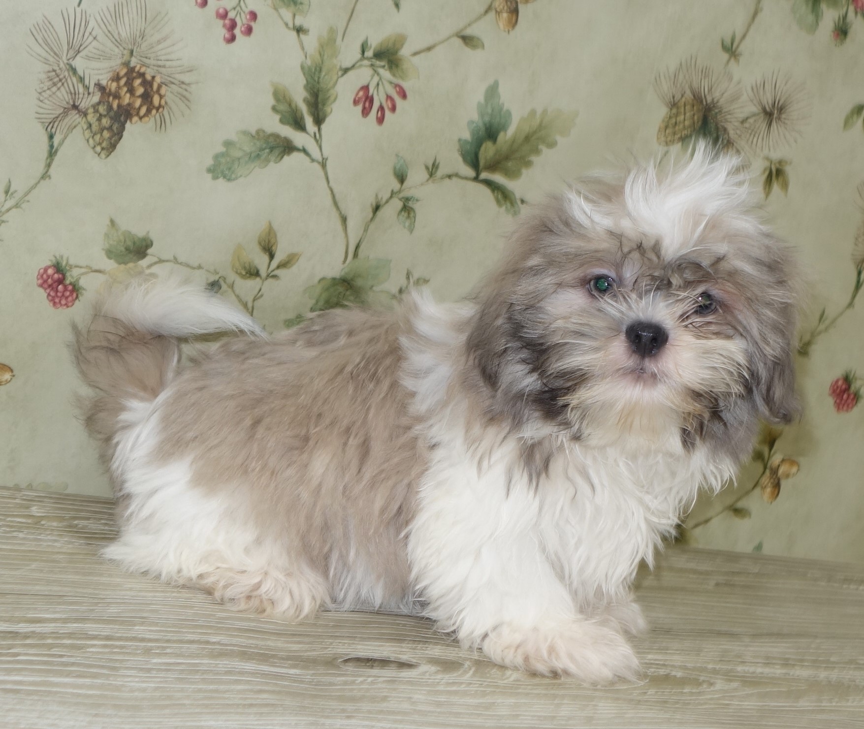 puppy, for, sale, Shih Tzu,   Classy Creations, dog, breeder, Lyons, NY, dog-breeder, puppy-for-sale, forsale, nearby, find, puppyfind, locator, puppylocator, aca