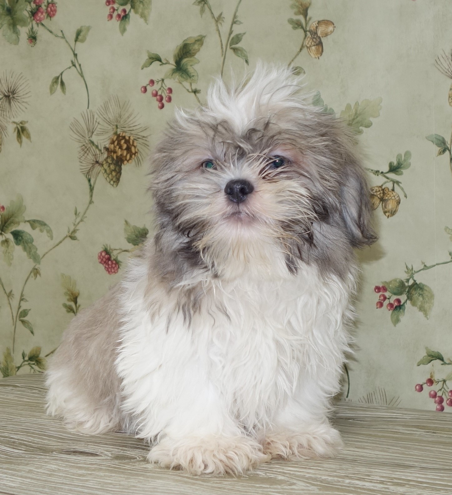 puppy, for, sale, Shih Tzu,   Classy Creations, dog, breeder, Lyons, NY, dog-breeder, puppy-for-sale, forsale, nearby, find, puppyfind, locator, puppylocator, aca