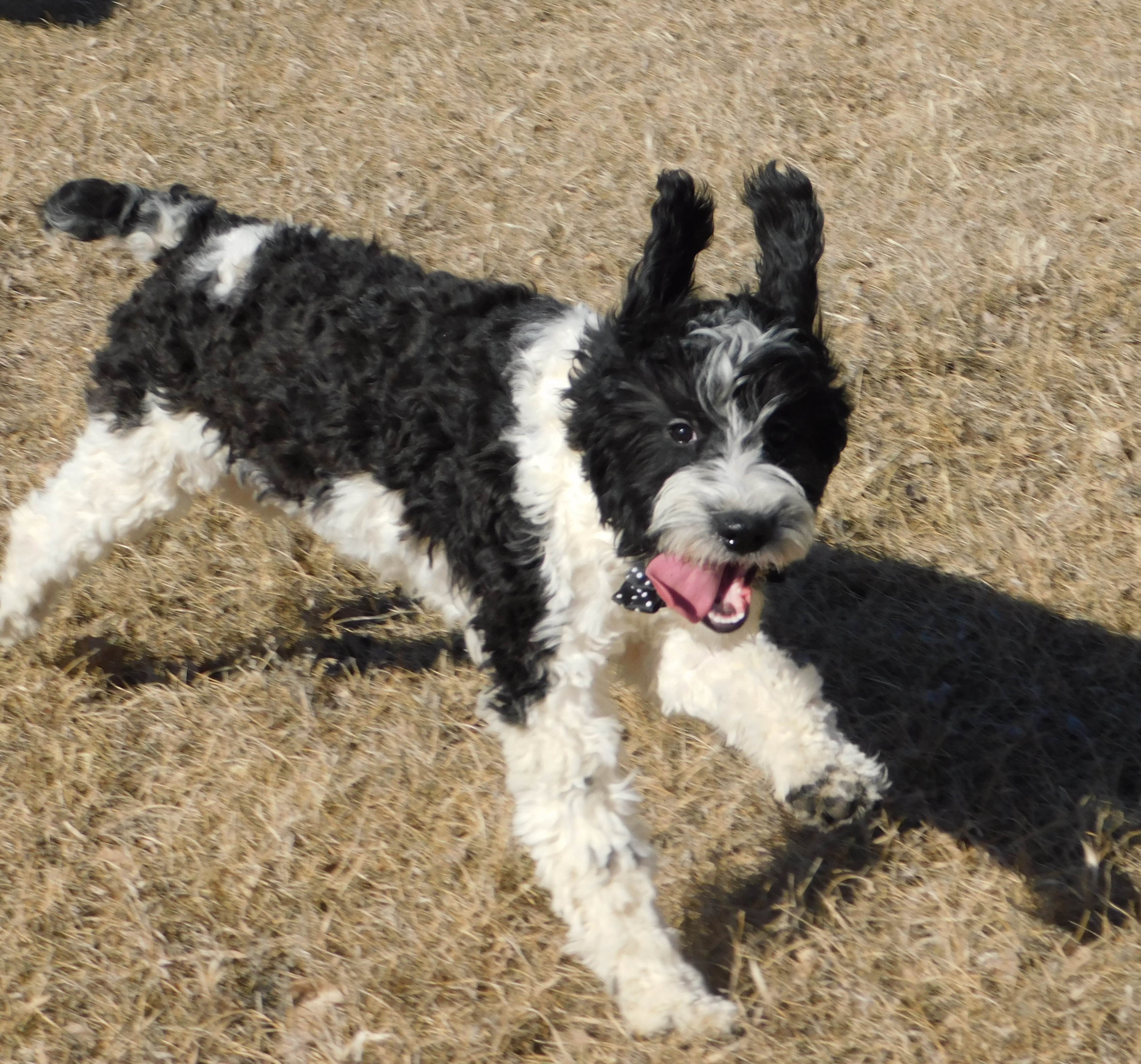 puppy, for, sale, Springerdoodle, Dorothy  Sanborn, dog, breeder, Madison, SD, dog-breeder, puppy-for-sale, forsale, nearby, find, puppyfind, locator, puppylocator, aca