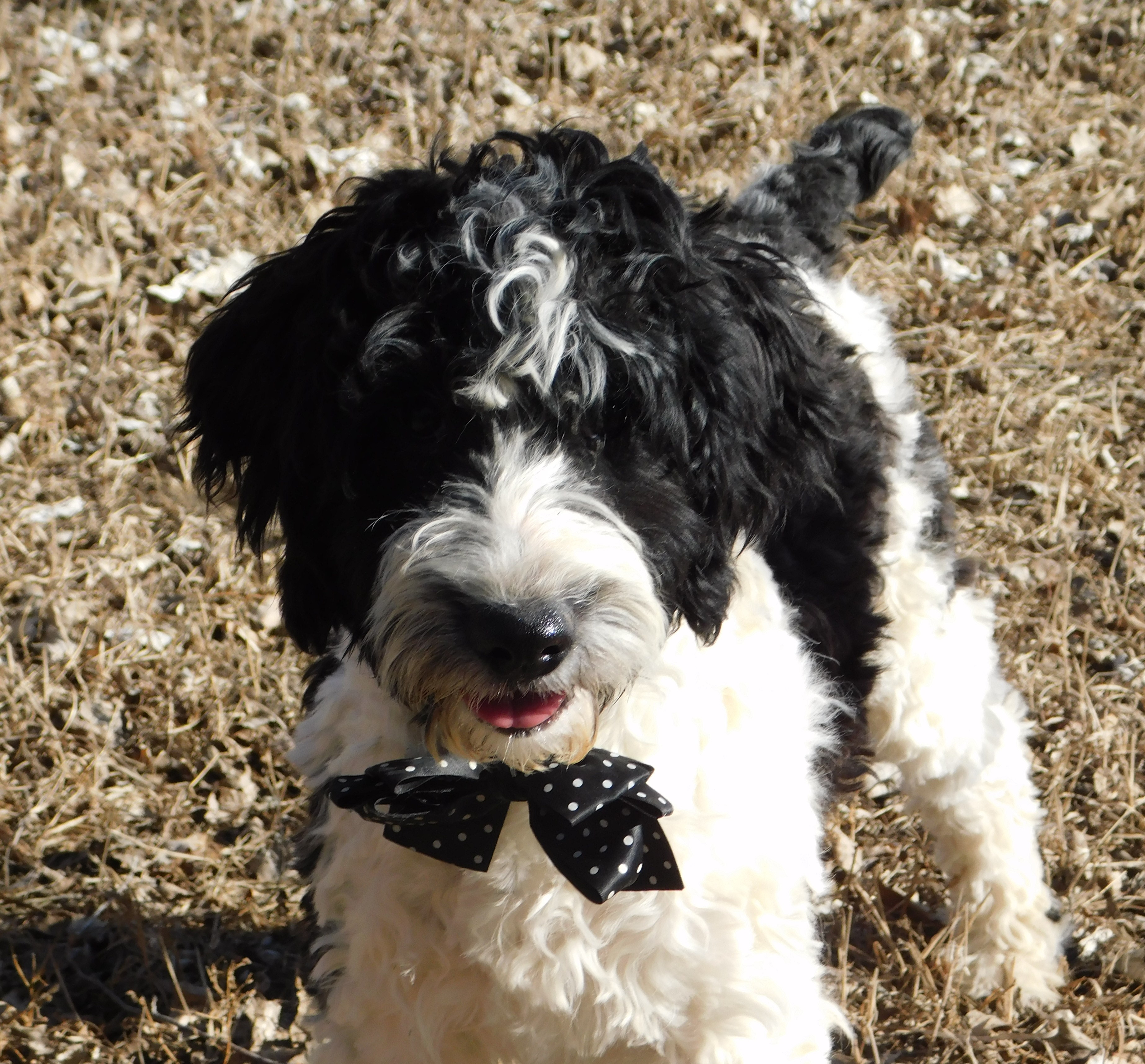 puppy, for, sale, Springerdoodle, Dorothy  Sanborn, dog, breeder, Madison, SD, dog-breeder, puppy-for-sale, forsale, nearby, find, puppyfind, locator, puppylocator, aca