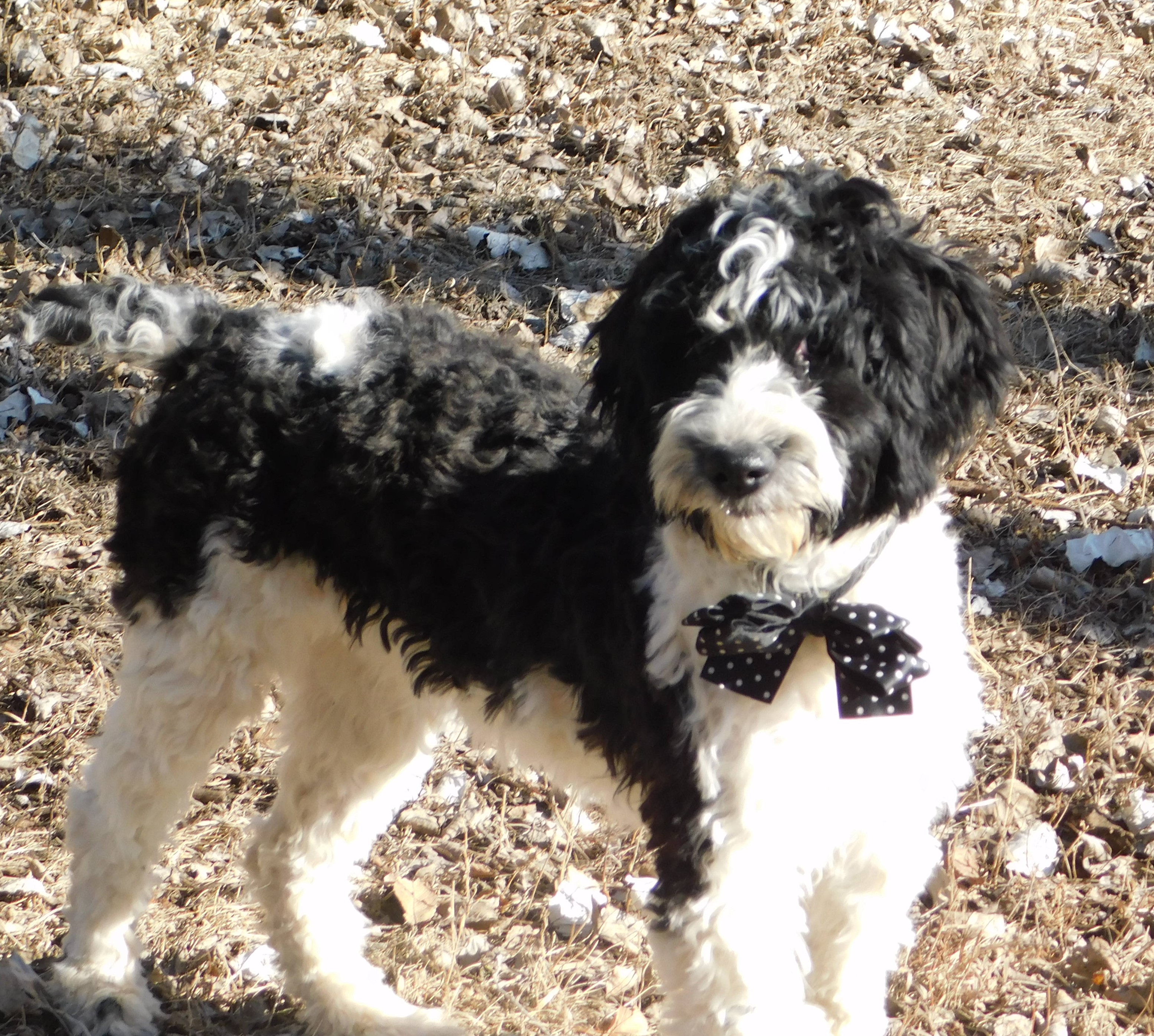 puppy, for, sale, Springerdoodle, Dorothy  Sanborn, dog, breeder, Madison, SD, dog-breeder, puppy-for-sale, forsale, nearby, find, puppyfind, locator, puppylocator, aca