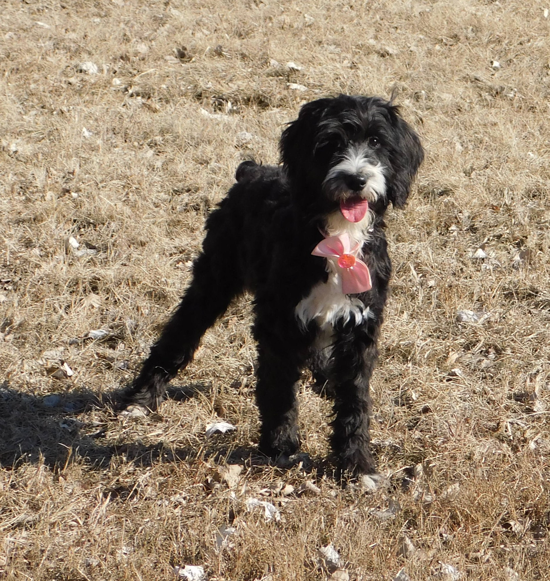 puppy, for, sale, Springerdoodle, Dorothy  Sanborn, dog, breeder, Madison, SD, dog-breeder, puppy-for-sale, forsale, nearby, find, puppyfind, locator, puppylocator, aca