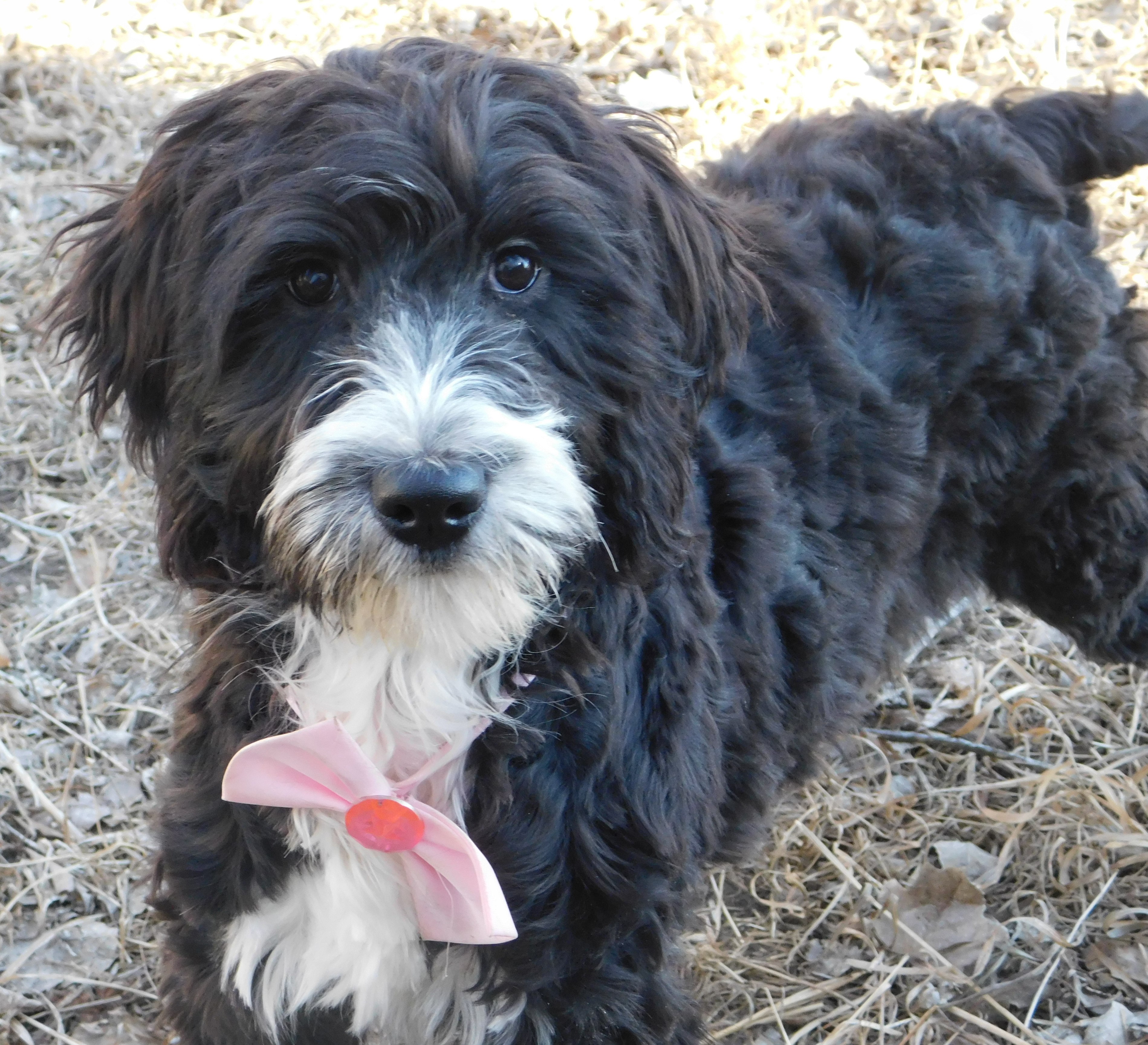 puppy, for, sale, Springerdoodle, Dorothy  Sanborn, dog, breeder, Madison, SD, dog-breeder, puppy-for-sale, forsale, nearby, find, puppyfind, locator, puppylocator, aca