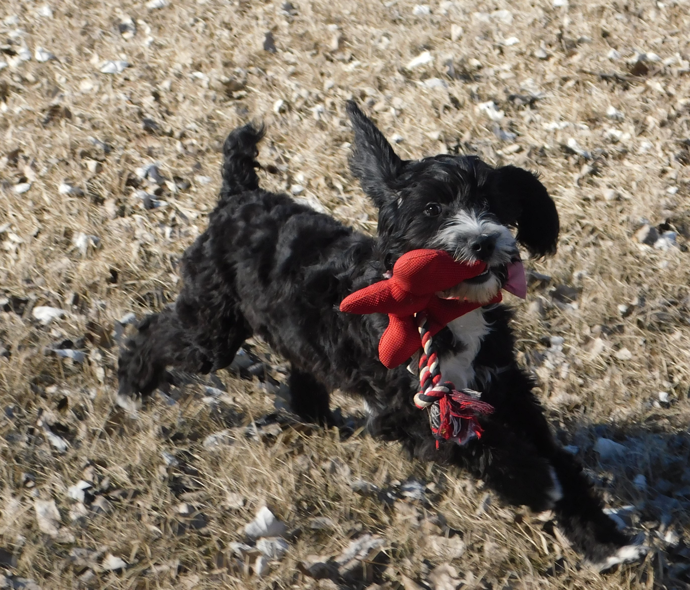 puppy, for, sale, Springerdoodle, Dorothy  Sanborn, dog, breeder, Madison, SD, dog-breeder, puppy-for-sale, forsale, nearby, find, puppyfind, locator, puppylocator, aca