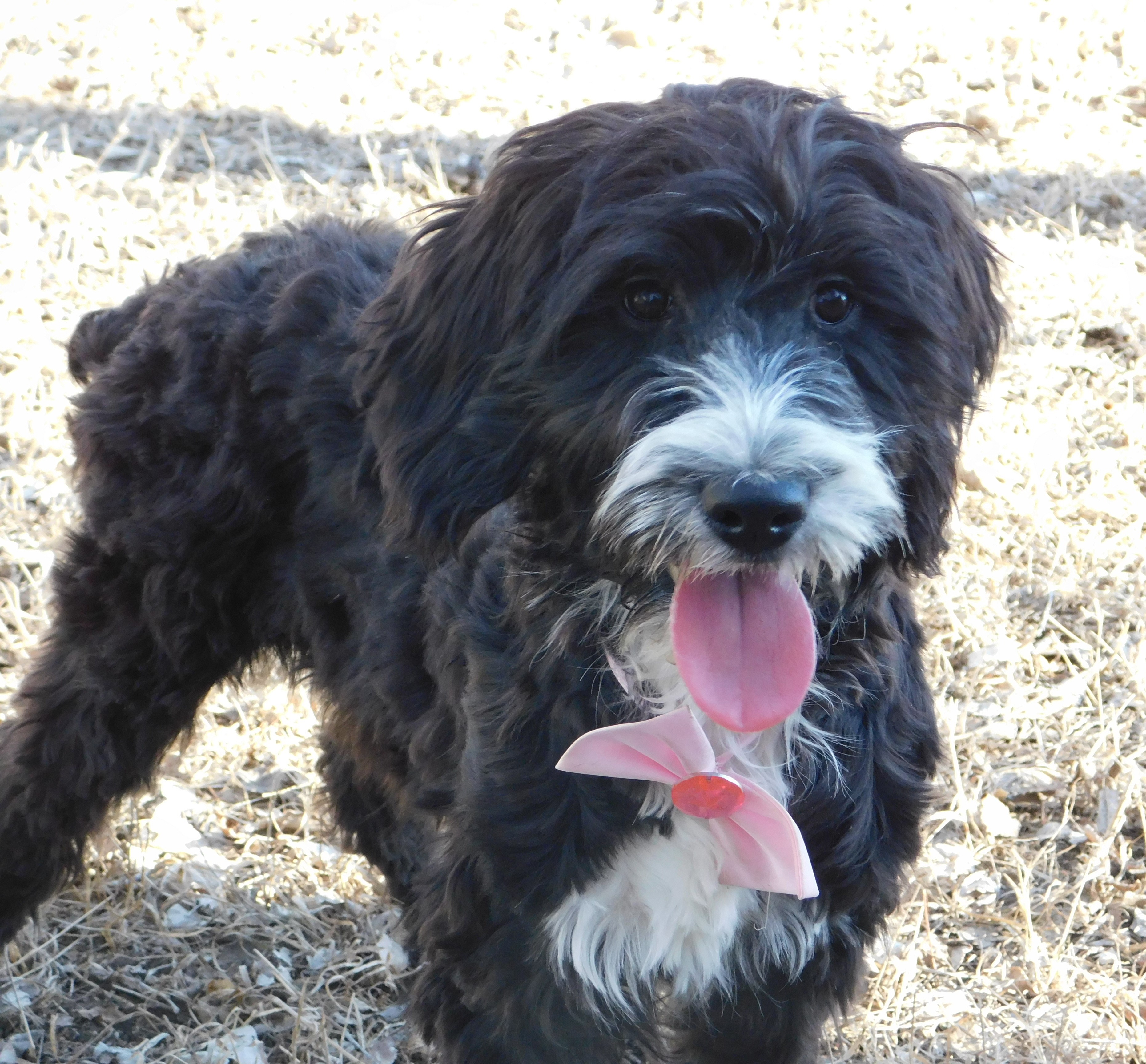 puppy, for, sale, Springerdoodle, Dorothy  Sanborn, dog, breeder, Madison, SD, dog-breeder, puppy-for-sale, forsale, nearby, find, puppyfind, locator, puppylocator, aca