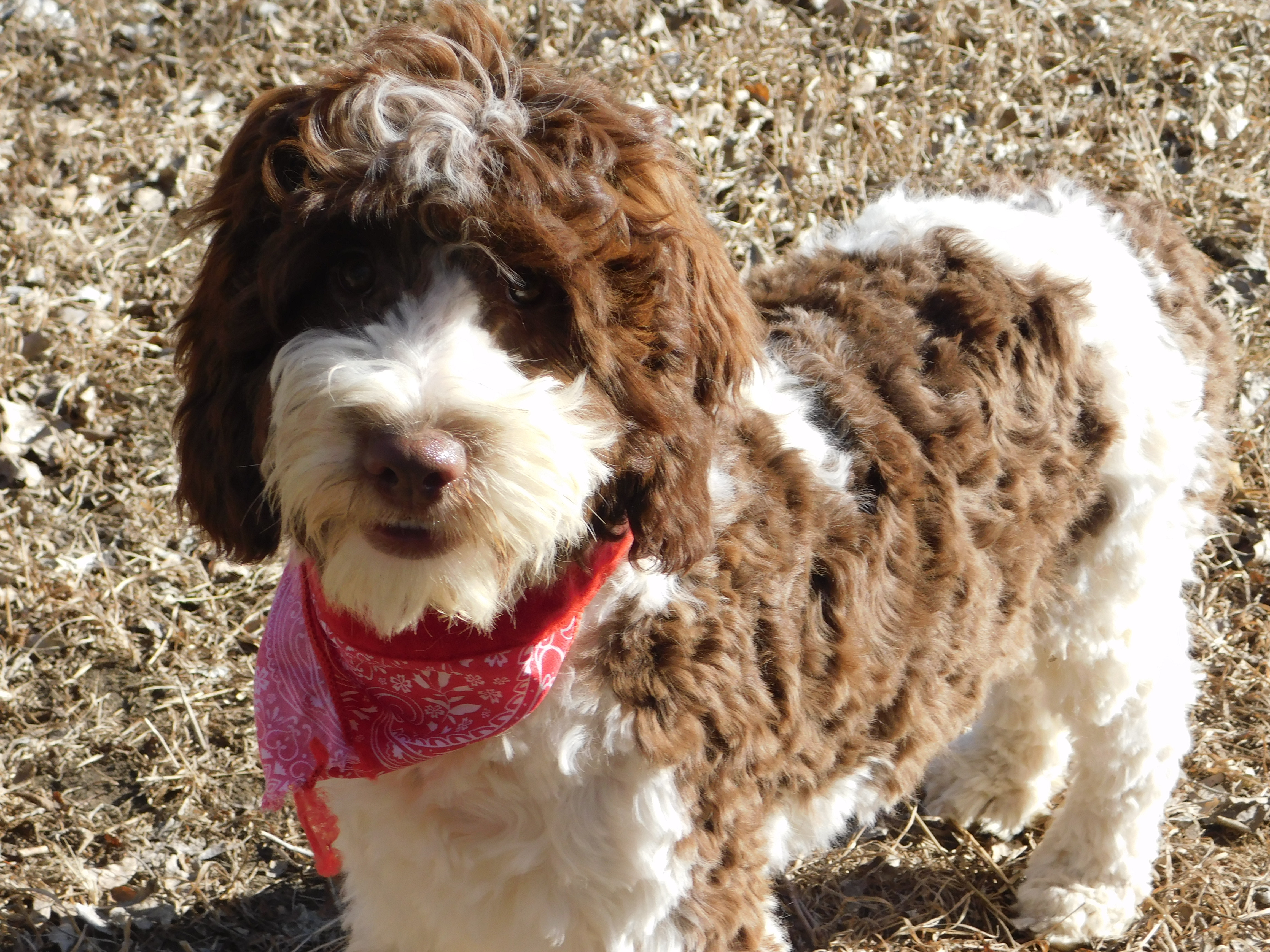 puppy, for, sale, Springerdoodle, Dorothy  Sanborn, dog, breeder, Madison, SD, dog-breeder, puppy-for-sale, forsale, nearby, find, puppyfind, locator, puppylocator, aca