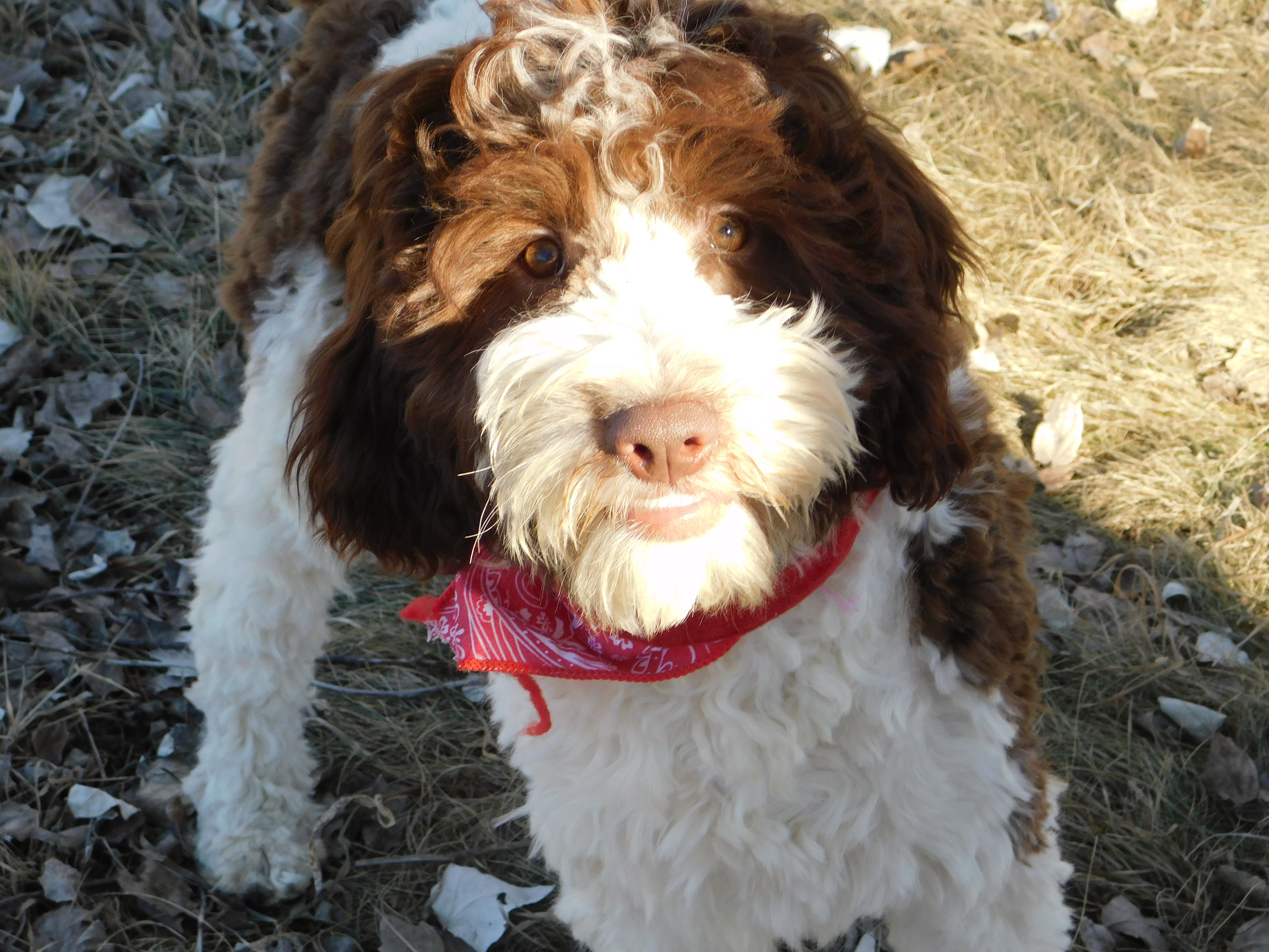 puppy, for, sale, Springerdoodle, Dorothy  Sanborn, dog, breeder, Madison, SD, dog-breeder, puppy-for-sale, forsale, nearby, find, puppyfind, locator, puppylocator, aca
