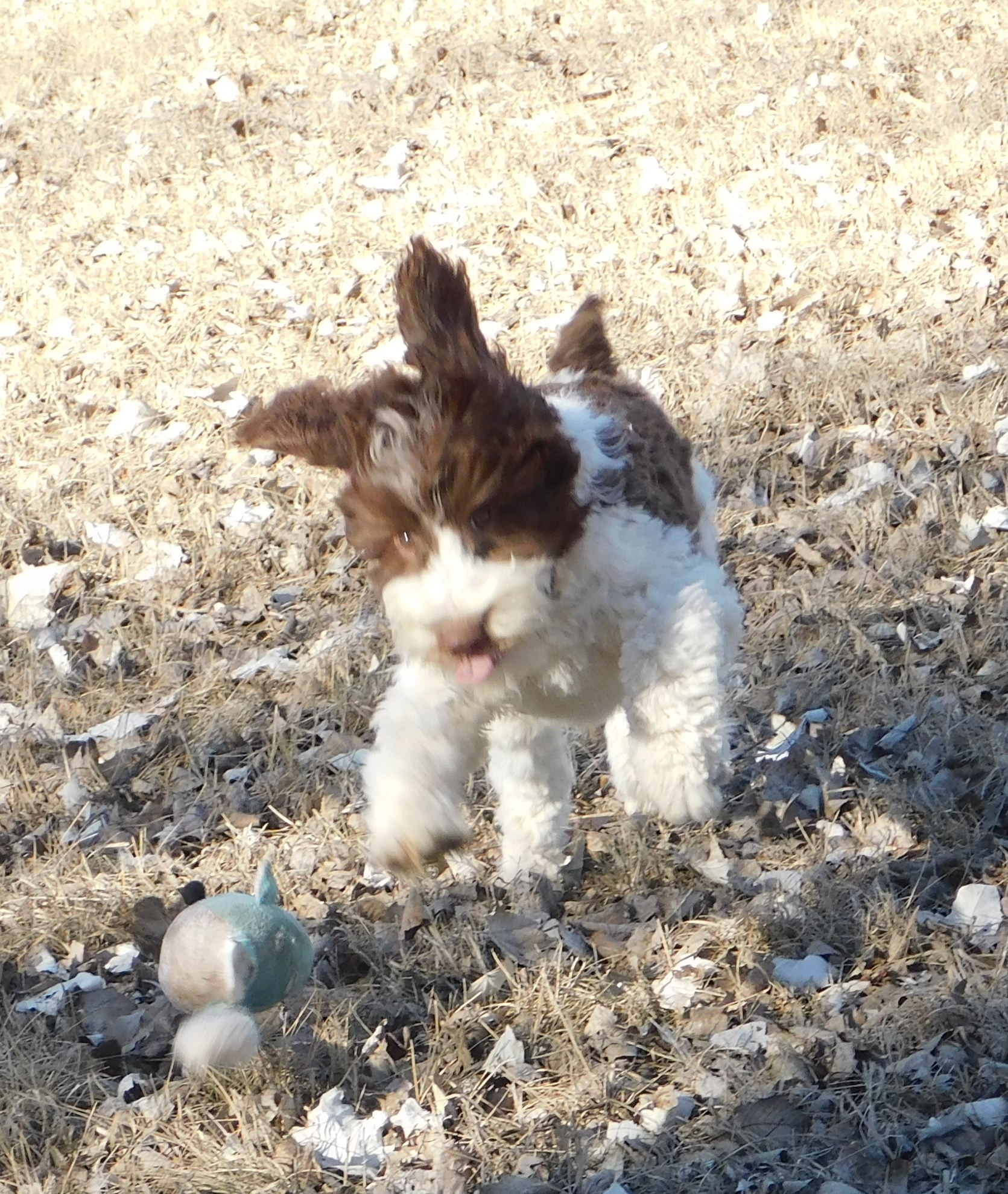 puppy, for, sale, Springerdoodle, Dorothy  Sanborn, dog, breeder, Madison, SD, dog-breeder, puppy-for-sale, forsale, nearby, find, puppyfind, locator, puppylocator, aca