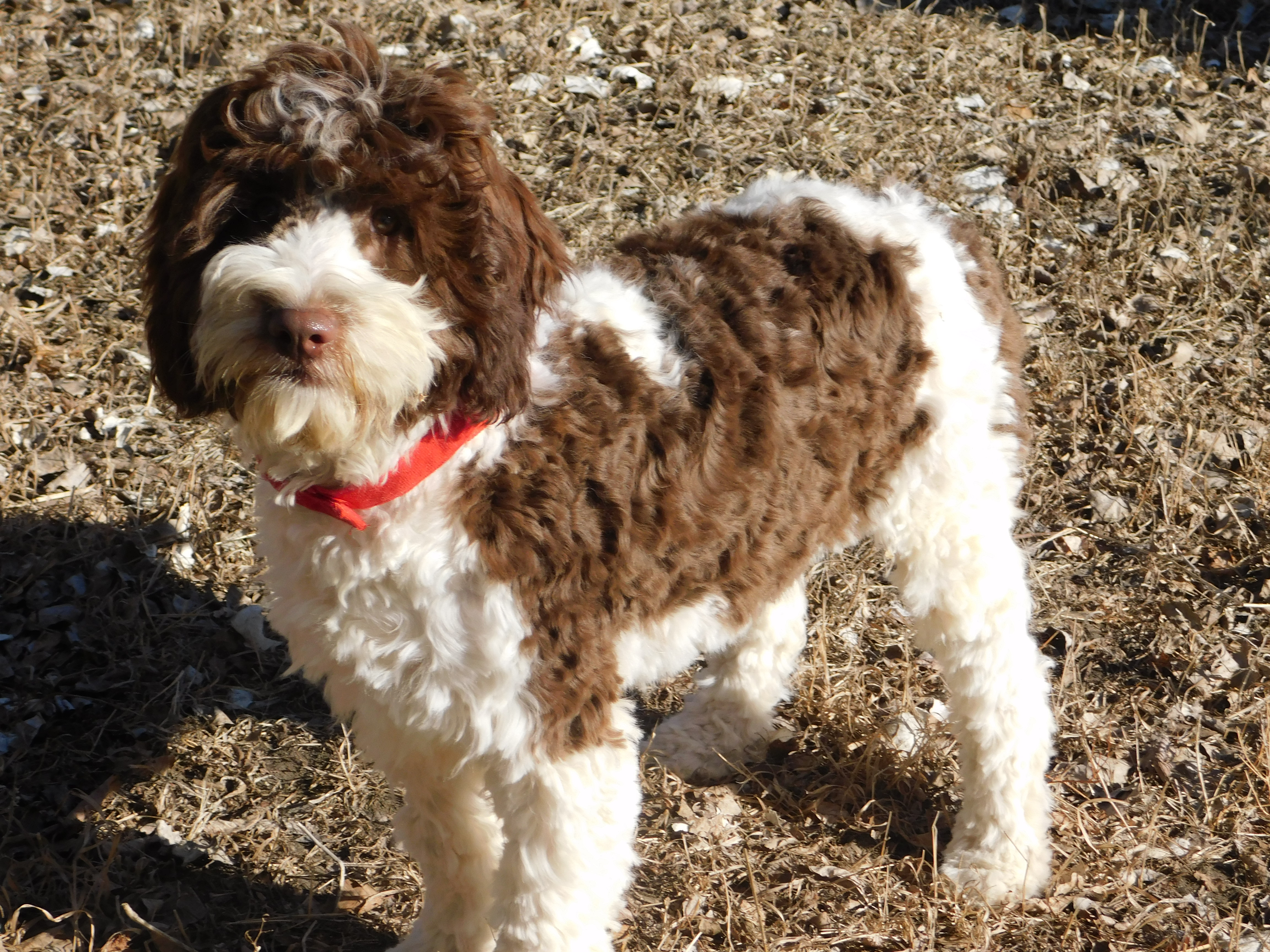 puppy, for, sale, Springerdoodle, Dorothy  Sanborn, dog, breeder, Madison, SD, dog-breeder, puppy-for-sale, forsale, nearby, find, puppyfind, locator, puppylocator, aca