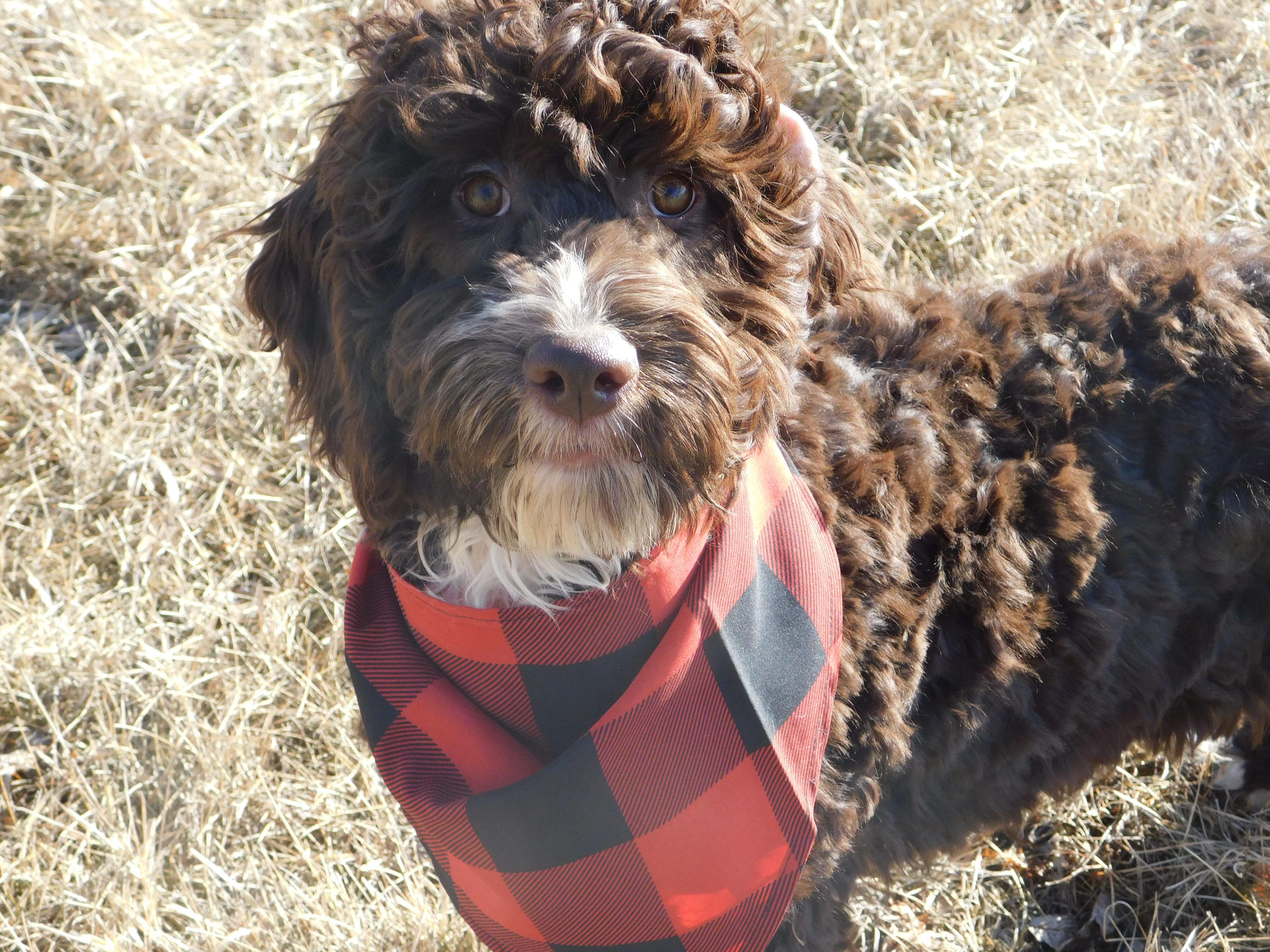 puppy, for, sale, Springerdoodle, Dorothy  Sanborn, dog, breeder, Madison, SD, dog-breeder, puppy-for-sale, forsale, nearby, find, puppyfind, locator, puppylocator, aca