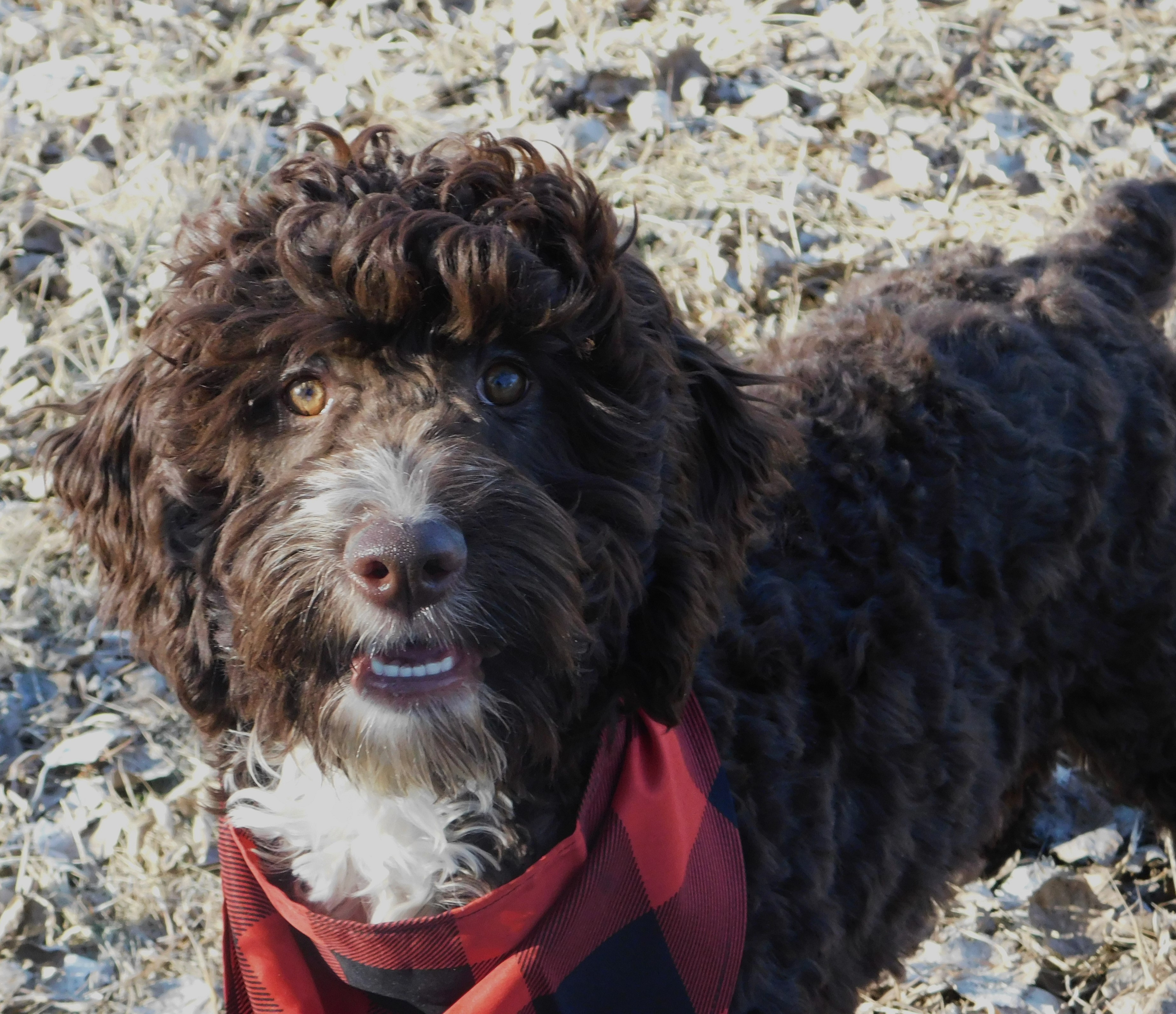 puppy, for, sale, Springerdoodle, Dorothy  Sanborn, dog, breeder, Madison, SD, dog-breeder, puppy-for-sale, forsale, nearby, find, puppyfind, locator, puppylocator, aca