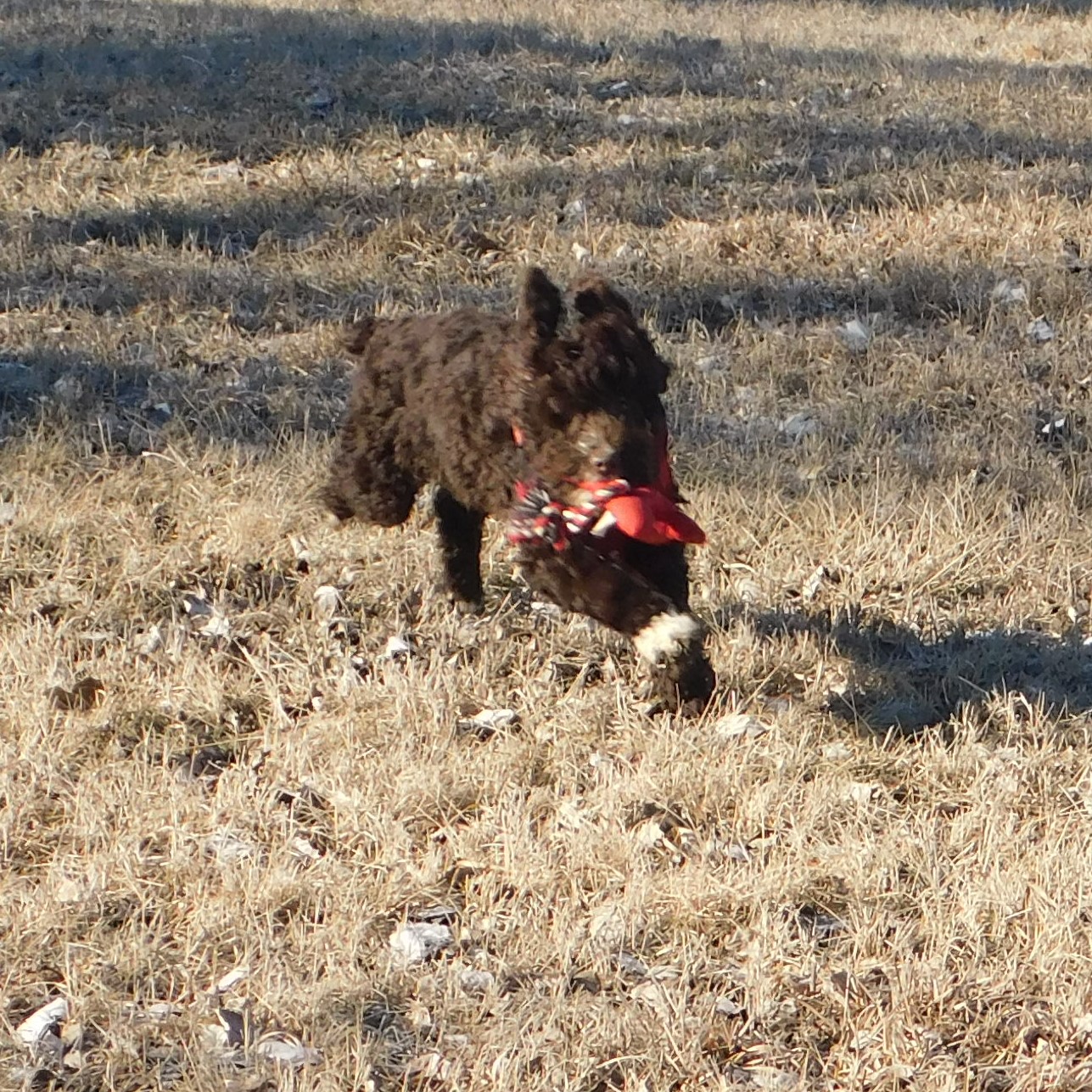 puppy, for, sale, Springerdoodle, Dorothy  Sanborn, dog, breeder, Madison, SD, dog-breeder, puppy-for-sale, forsale, nearby, find, puppyfind, locator, puppylocator, aca
